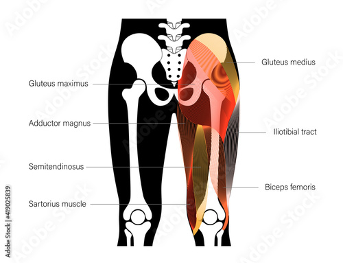 Muscular back concept