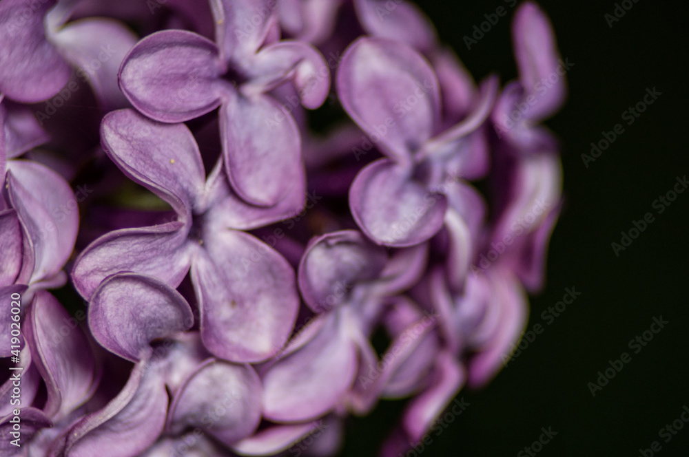 purple flowers close up on black background purple flowers close up on black background