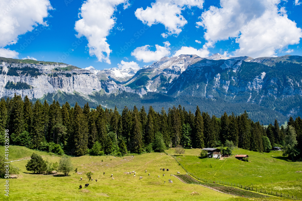 View of meadow and swiss mountains