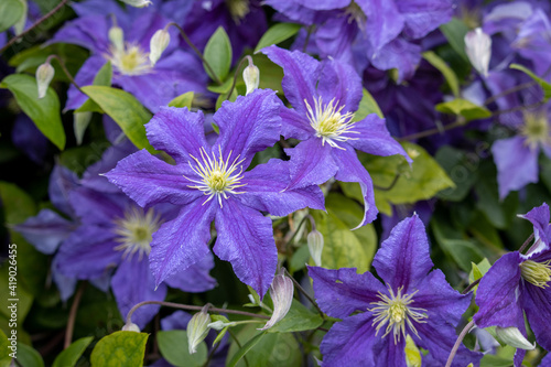Cluster of blue  purple Clematis Wisley in summer
