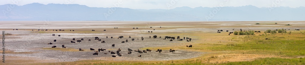 Bison roaming the Great Salt Lake landscape