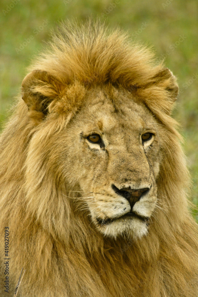 Portrait of male lion, Masai Mara Game Reserve, Kenya