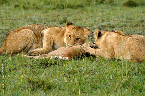 Young lions feeding on an eland calf  Masai Mara Game Reserve  Kenya