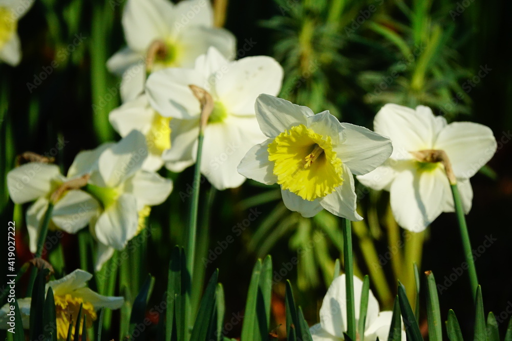 Obraz premium Jardín de narcisos blancos en el parque de la Tête d'Or en Lyon