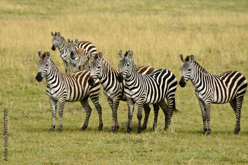 Burchell s  common  plains  zebras on grassland  Masai Mara Game Reserve  Kenya