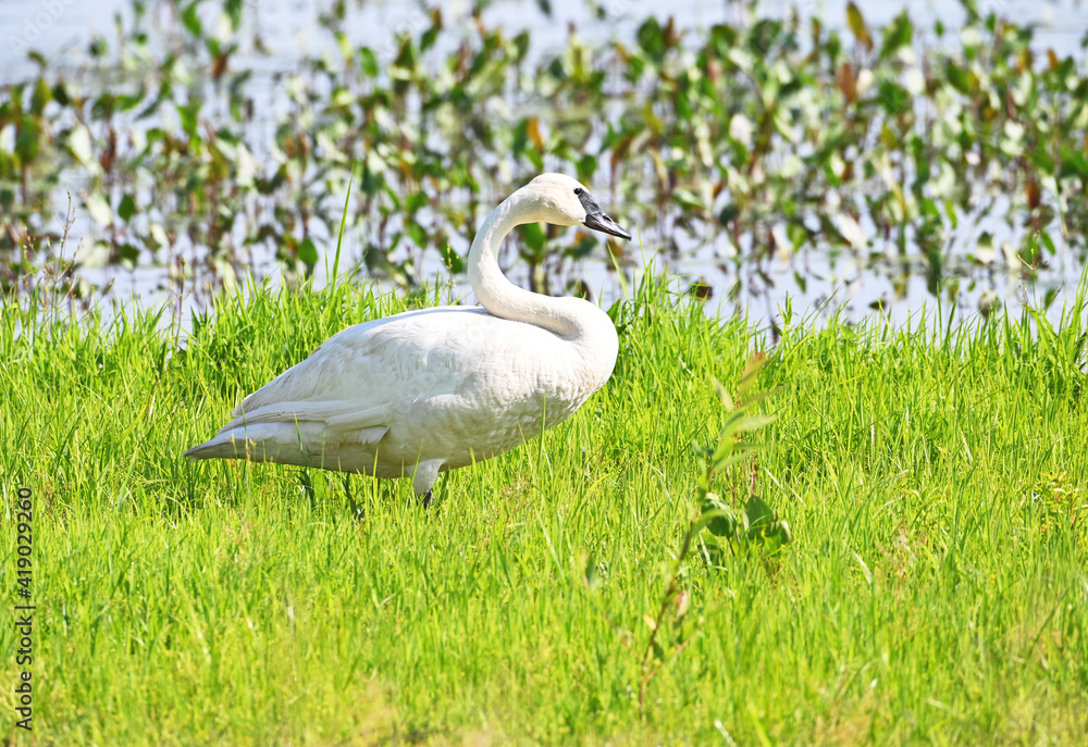 Fototapeta premium Trumpeter Swan in Grass