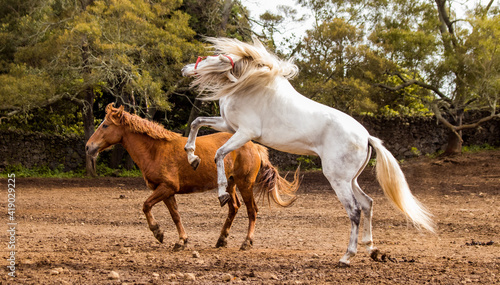 White and brown horse playing freely on paddock, outdoors. © Ayla Harbich