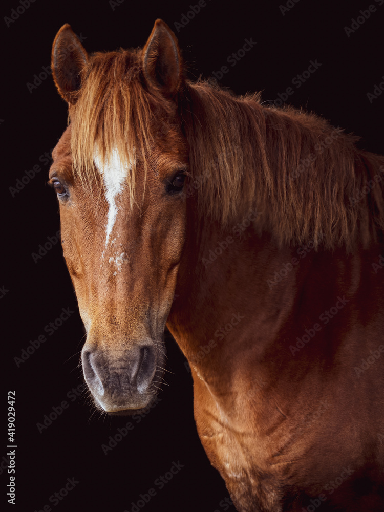 Obraz premium Horse portrait on black background, brown and white Lusitano.