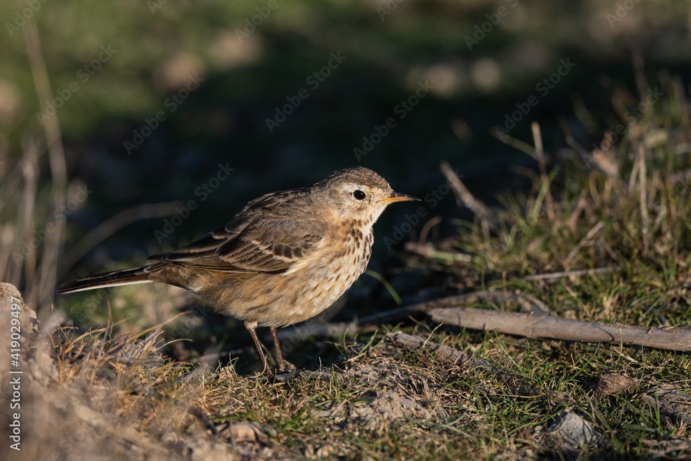 American or Buff-Bellied Pipit Non-Breeding Adult Near the Shoreline American or Buff-Bellied Pipit Non-Breeding Adult Near the Shoreline
