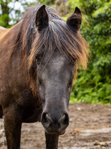 Portrait of brown horse  Lusitano breed  outdoors.