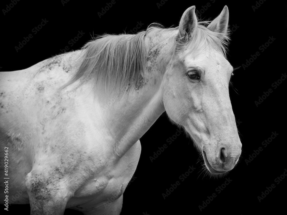 Obraz Horse portrait on black background, white Lusitano.