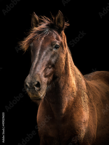 Fototapeta Naklejka Na Ścianę i Meble -  Horse portrait on black background, brown Lusitano.