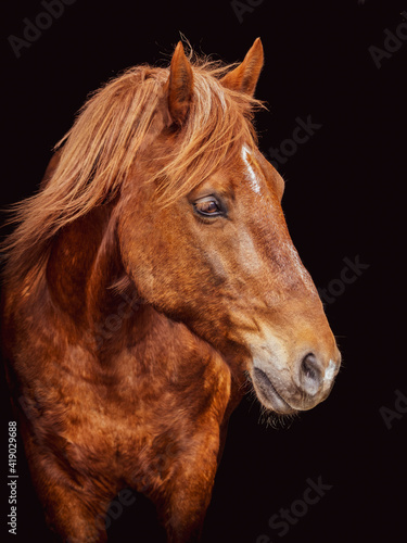 Horse portrait on black background, brown Lusitano.