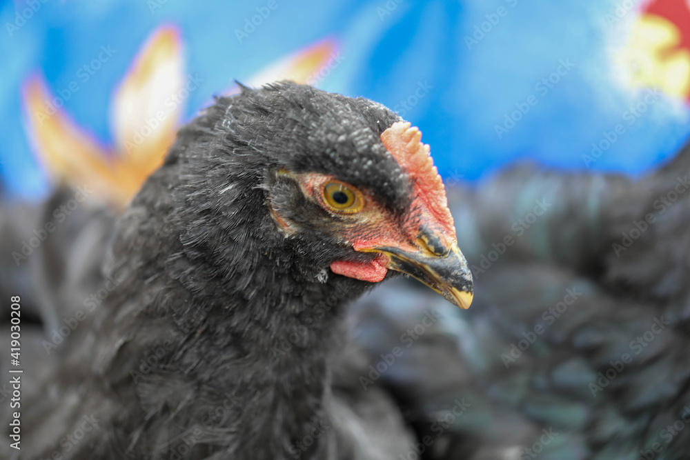 Obraz premium Free range chicken pecking on an organic farm happy chilling in the dirt. Image shows chicken searching food .
