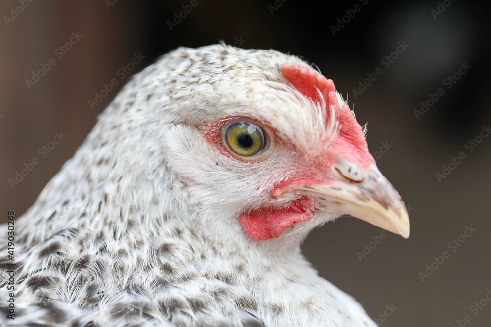 Free range chicken pecking on an organic farm happy chilling in the dirt. Image shows chicken searching food . Free range chicken pecking on an organic farm happy chilling in the dirt. Image shows chicken searching food .
