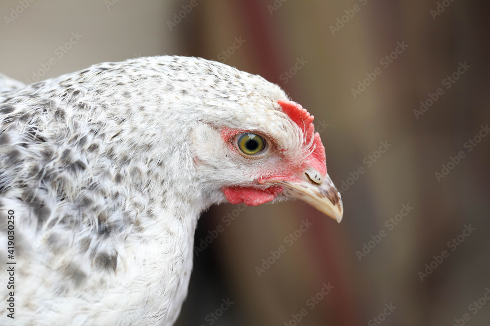 Free range chicken pecking on an organic farm happy chilling in the dirt. Image shows chicken searching food . Free range chicken pecking on an organic farm happy chilling in the dirt. Image shows chicken searching food .