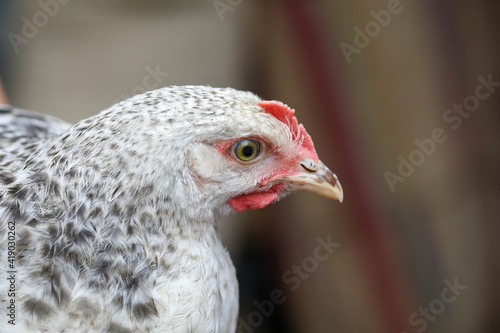  Free range chicken pecking on an organic farm happy chilling in the dirt. Image shows chicken searching food .