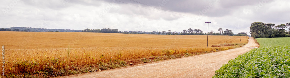 Estrada rural entre plantação de soja