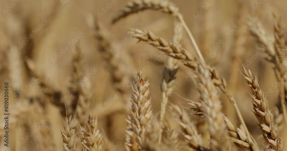 Golden wheat field
There’s no way to compare this magnificent view with any other view in the world. Fall (Autumn), blue sky, wind and fields of gold dancing from wind. Golden wheat field
There’s no way to compare this magnificent view with any other view in the world. Fall (Autumn), blue sky, wind and fields of gold dancing from wind.