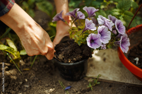 Woman planting a flower in a pot in a garden. Closeup of the female hands putting flower into the soil. Home gardening and botanic concept.