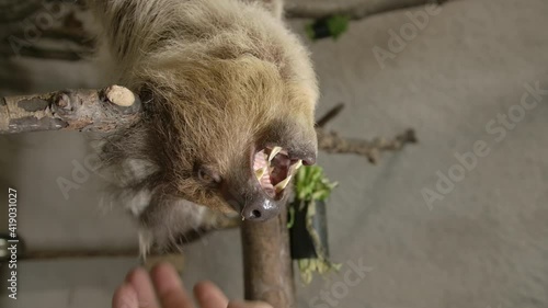 A two toed sloth hanging in a tree close to the camera slow motion cinematic photo