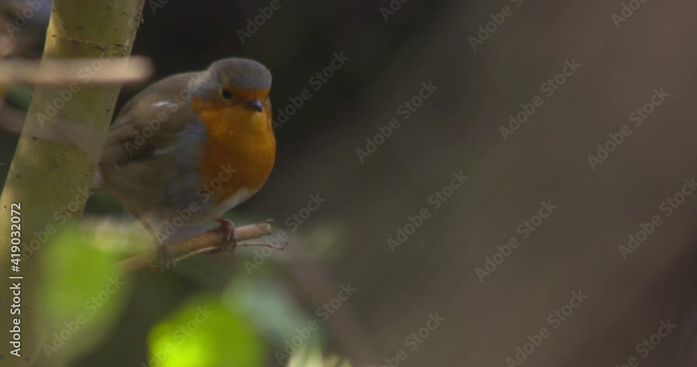 Robin bird birdsong calling out tweet chirp flying from branch slow motion
