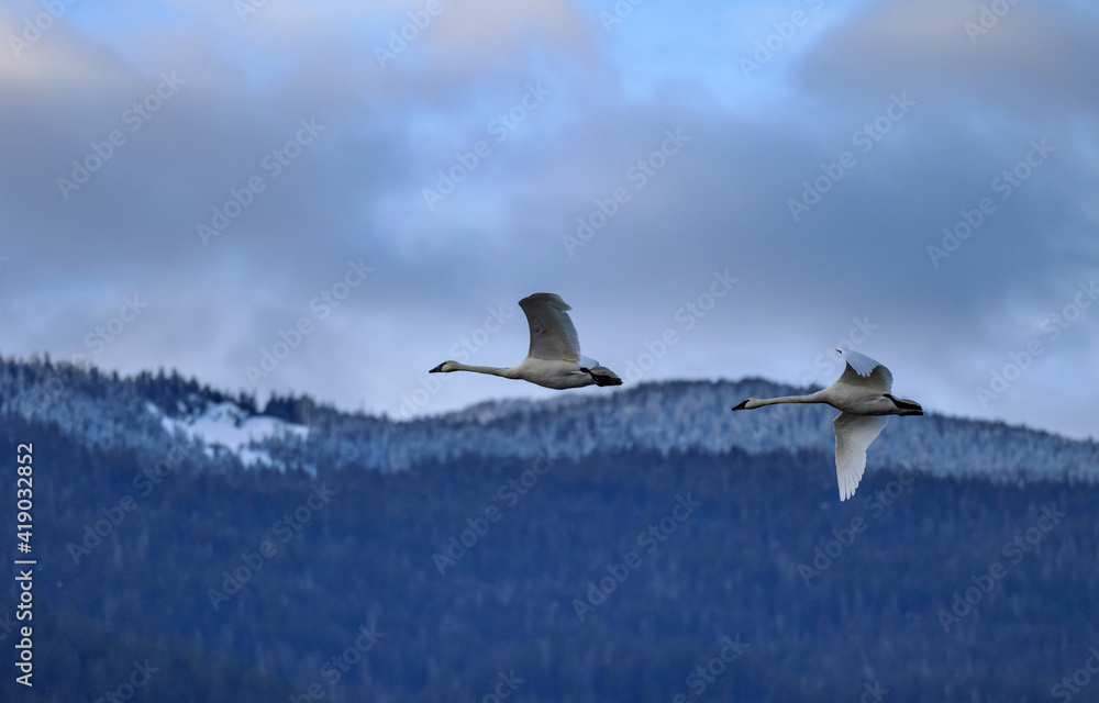 Pair of Trumpeter swans flying, snowy mountain in the distance
