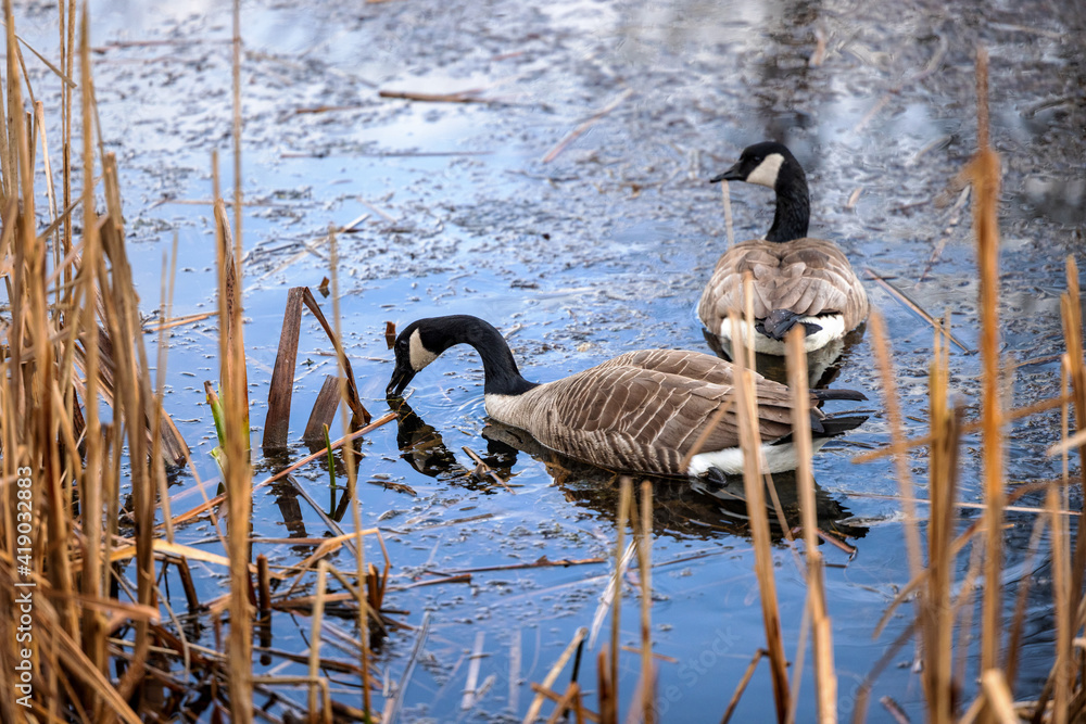 Pair of Canada Geese swimming and eating in marshland