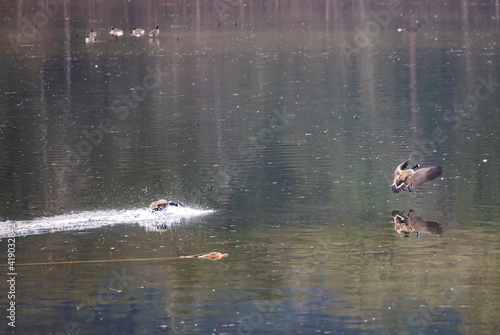 Obraz na płótnie Canada geese landing in lake w salonie