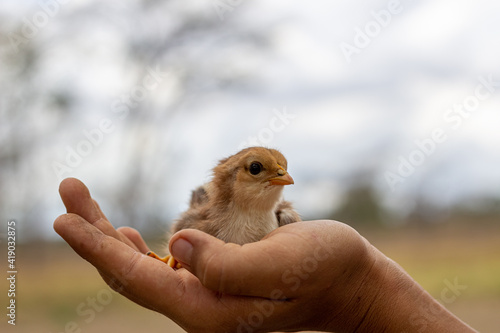 sparrow in hand © ric