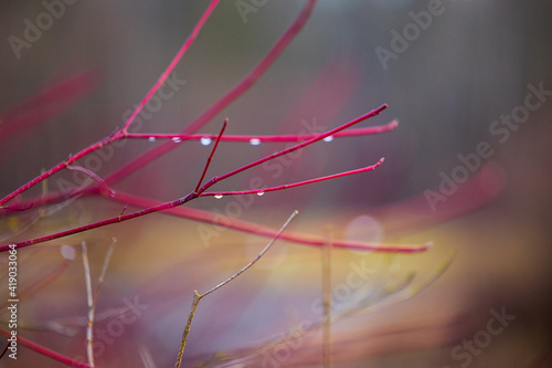 Obraz na płótnie Close up of dew drops on red winter shrubs w salonie