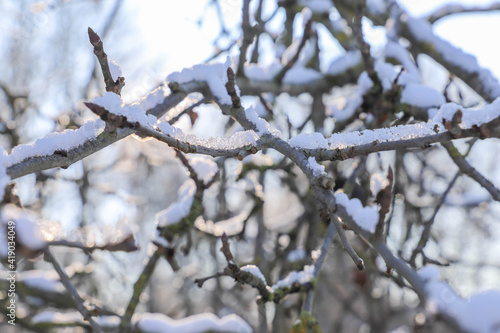 Tree branch with snow in the sun.