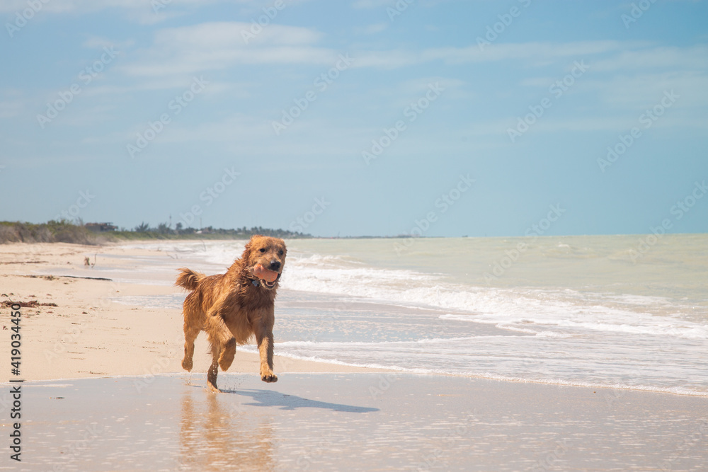 Perro jugando en la playa en un soleado dia de verano Perro jugando en la playa en un soleado dia de verano