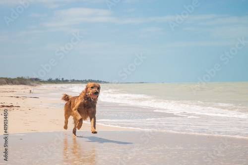 Perro jugando en la playa en un soleado dia de verano © Cesar