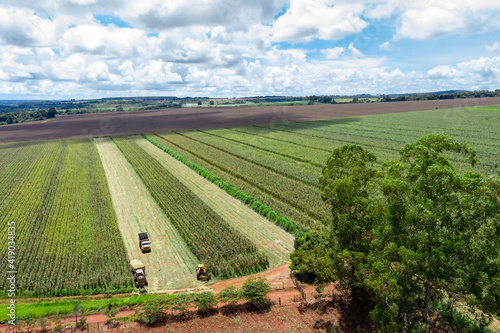 sorghum harvest in Goiania  Goias  Brazil