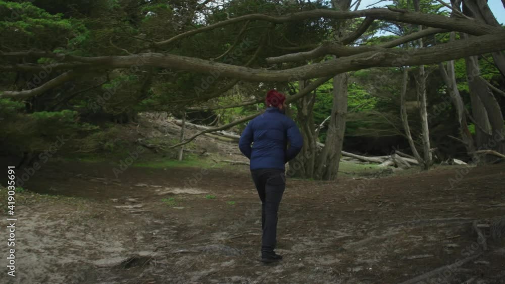 Person walking in the woods admiring the trees in the forest. Person walking in the woods admiring the trees in the forest.