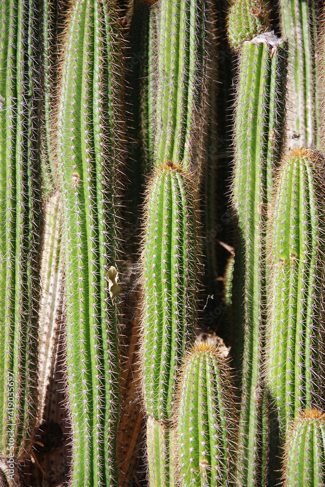 Close-up full frame partial view of a very tall spiky
Cardon Pachycereus Pringlei Cactus Close-up full frame partial view of a very tall spiky
Cardon Pachycereus Pringlei Cactus