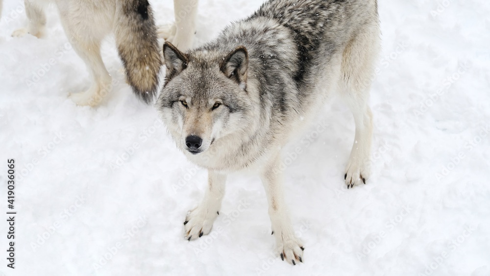 Obraz premium grey wolves of Canada in snowy winter - photo taken while visiting a safari park of Quebec