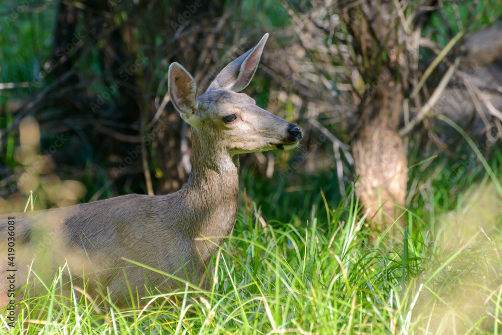 Hirsch Hirsch
