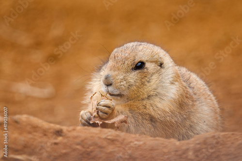 Black-tailed prairie dog, Cynomys ludovicianus, peeks out from burrow, holding and eating dry leaf. Ground squirrel in nature habitat. Wildlife scene. Cute rodent from North America.