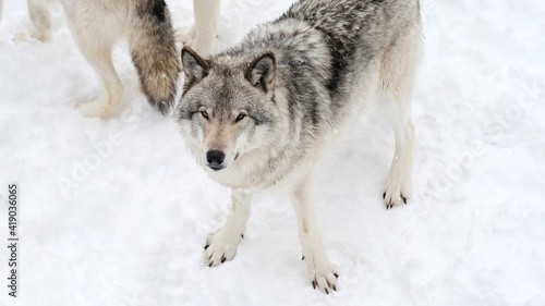 grey wolves of Canada in snowy winter - photo taken while visiting a safari park of Quebec