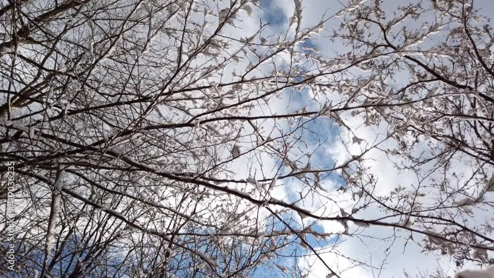 Snowy tree branches in the forest. Snowy tree branches in the forest.