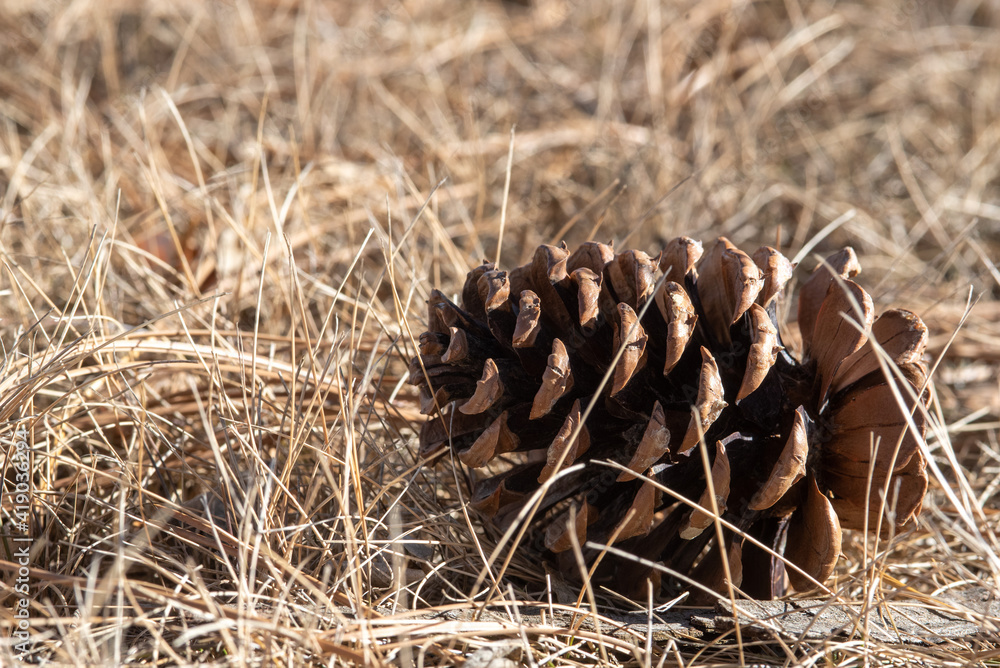 close up of cones close up of cones