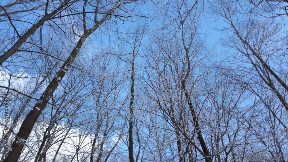 Snowy tree branches in the forest. Snowy tree branches in the forest.