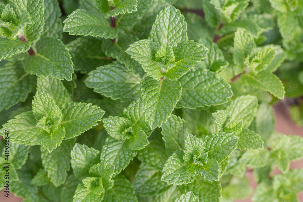 Densely arranged green mint leaves,Mentha canadensis Densely arranged green mint leaves,Mentha canadensis
