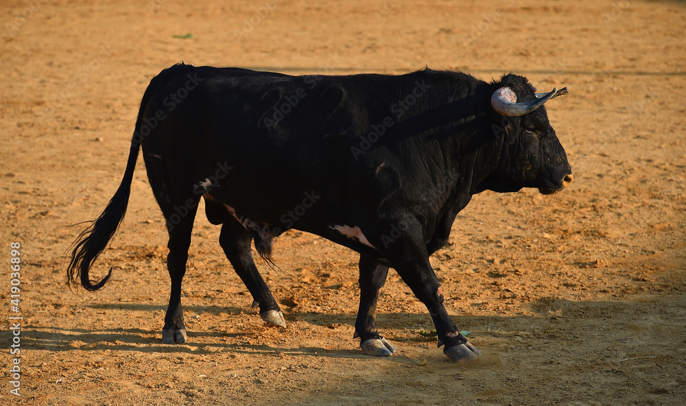 spanish big bull running in the spanish buillring spanish big bull running in the spanish buillring