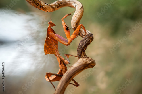 deroplatys tuncata,  mantis species from borneo island © abdul gapur dayak