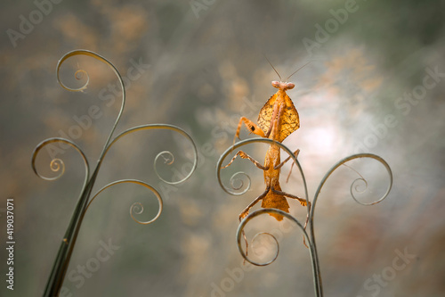 deroplatys tuncata,  mantis species from borneo island photo