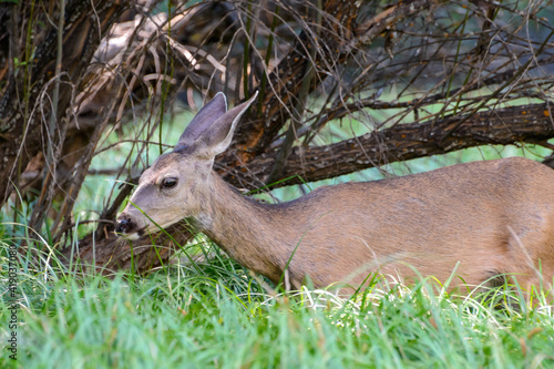 Hirsch © Knöpfli