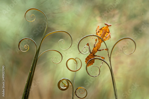 deroplatys tuncata,  mantis species from borneo island photo